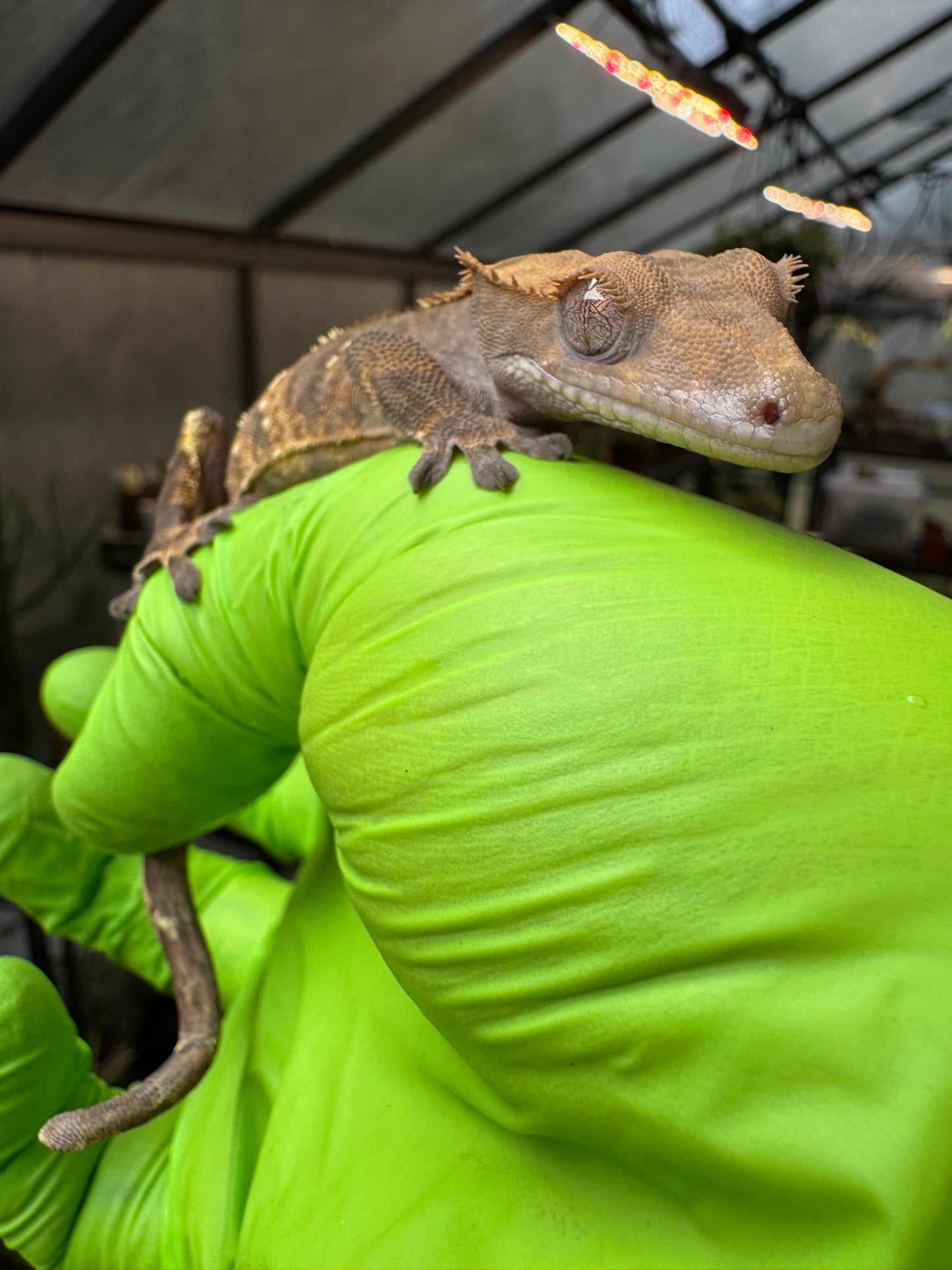 100% het Phantom Crested Gecko 15g Male