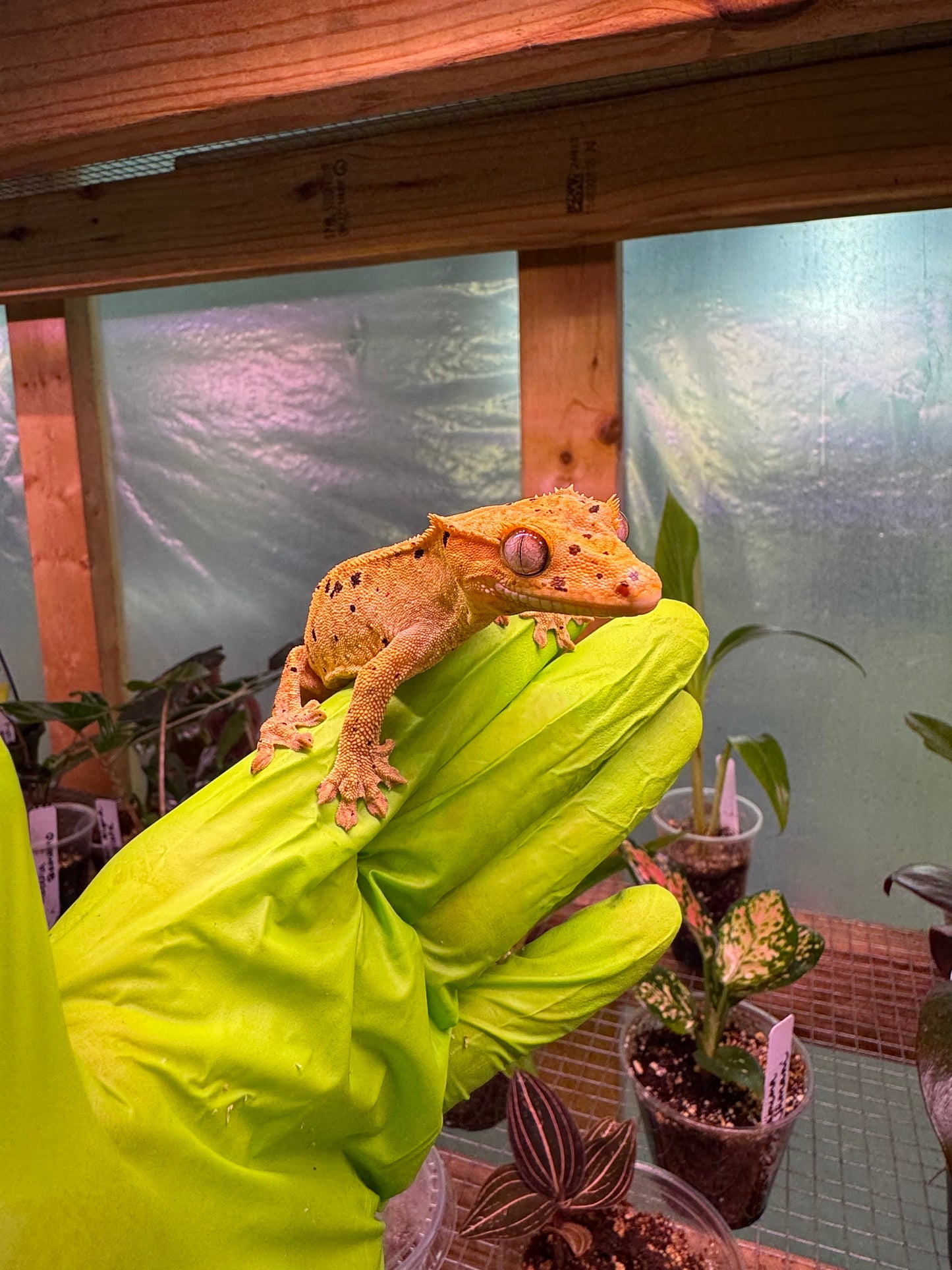 Brindle Dalmatian Crested Gecko 22g NPV