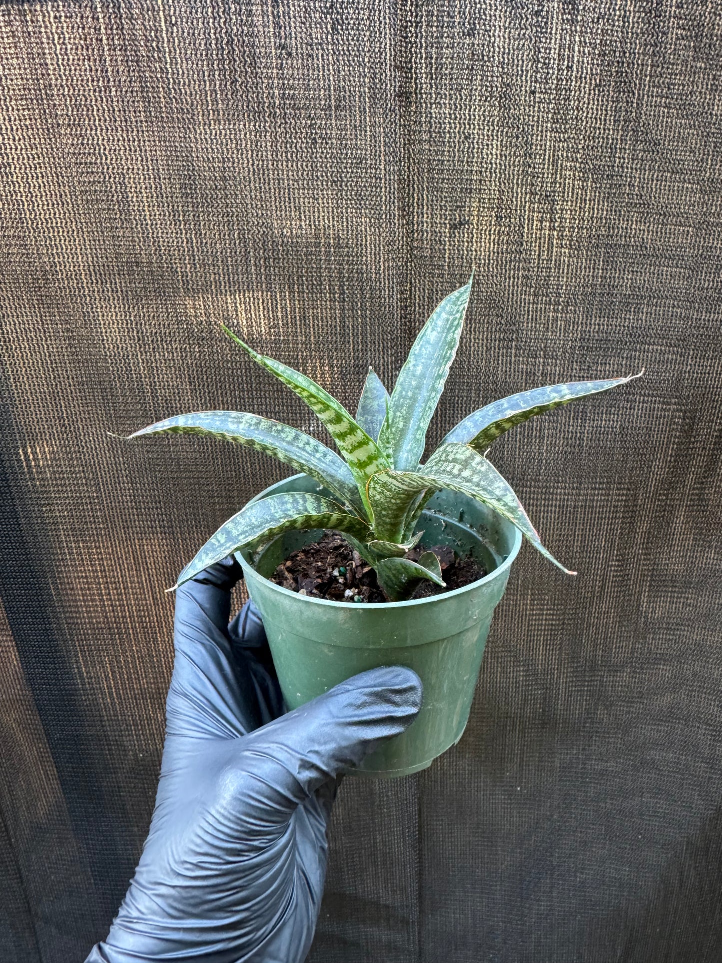 1210 | 4" Sanseveria Tiger