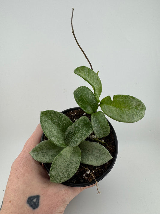 1195 | 4" Hoya Nova Ghost