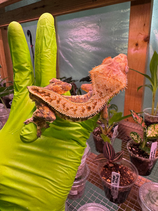 Tricolor Extreme Crested Gecko 21g Male