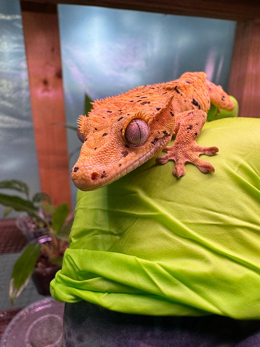 Brindle Dalmatian Crested Gecko 22g NPV