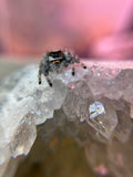 Phidippus Regius Adult Female Bella