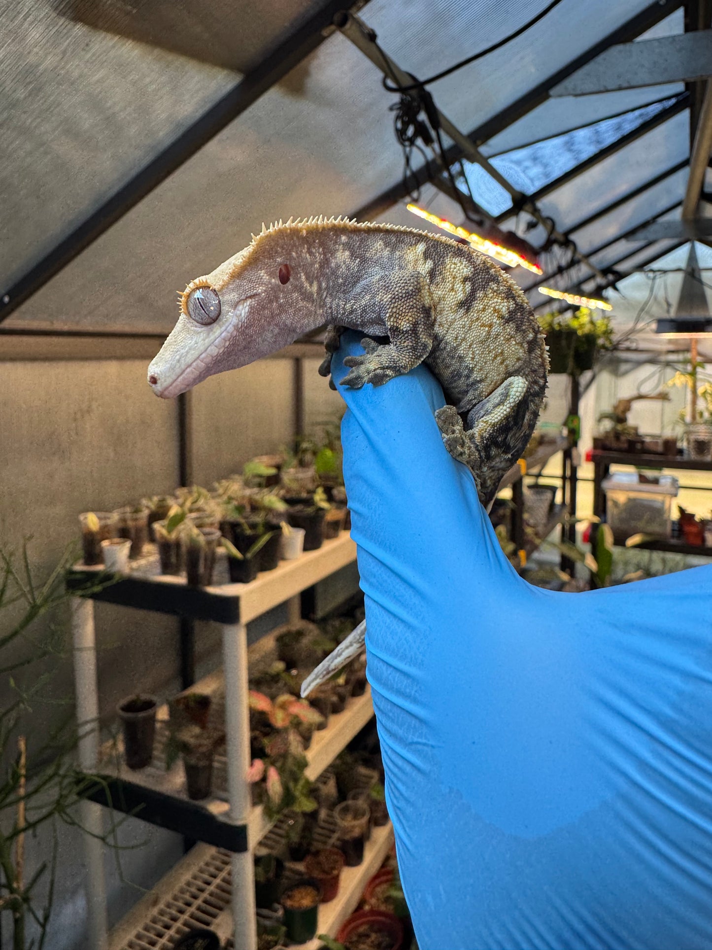 Pizzaz x xxx Extreme Crested Gecko 26g Female