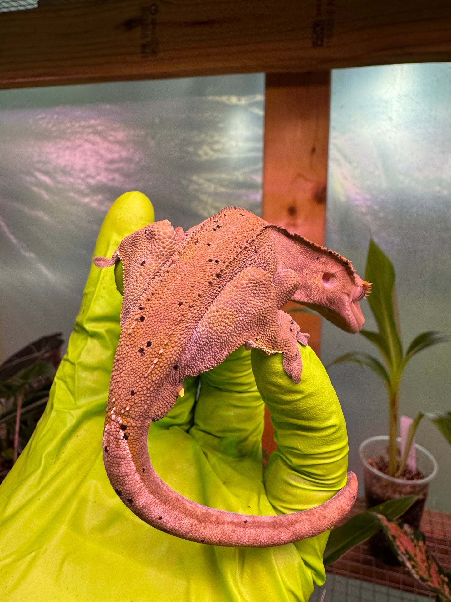 Charcoal Dalmatian Crested Gecko 25g Male