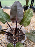 Philodendron Chocolate