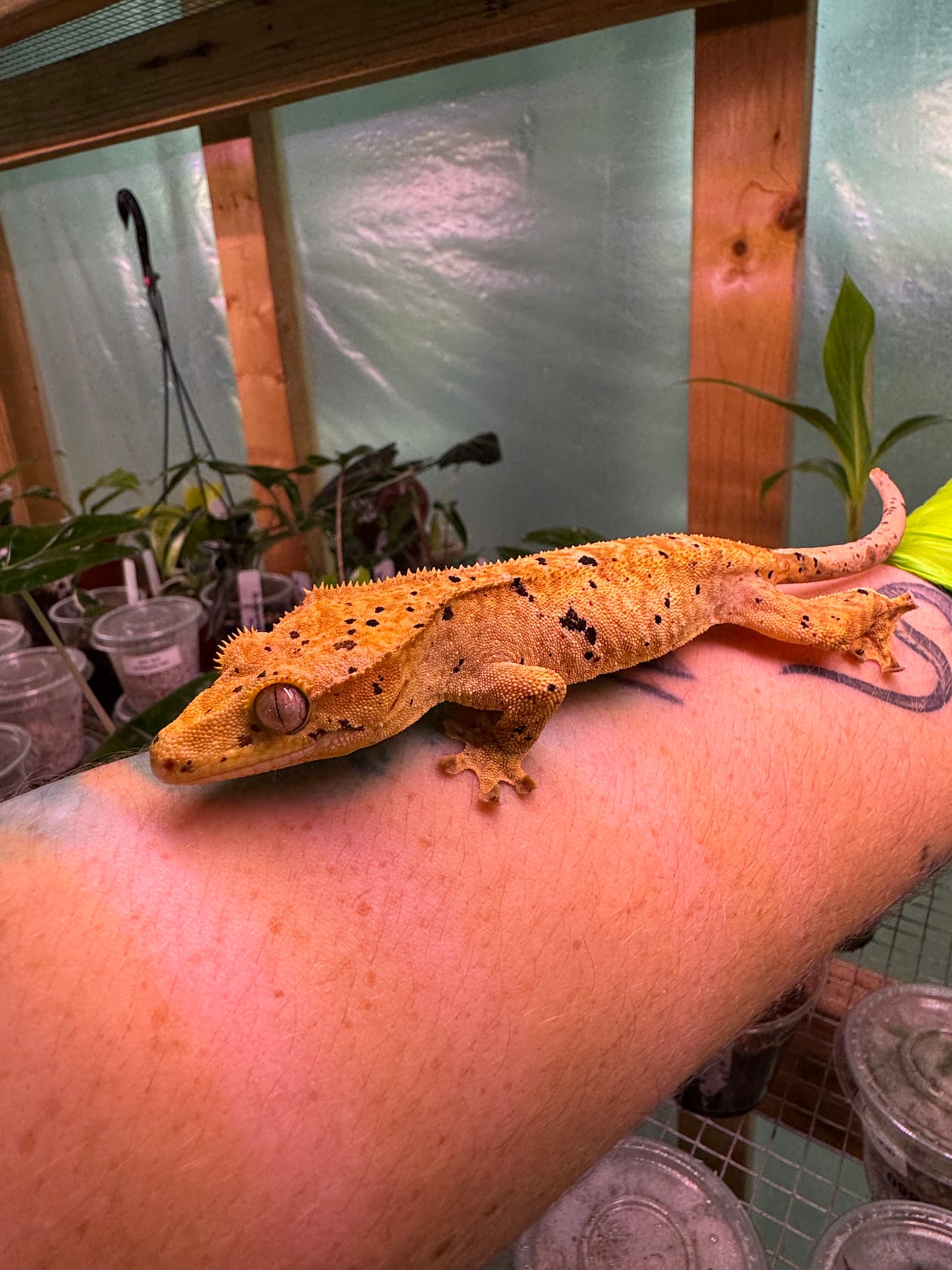Brindle Dalmatian Crested Gecko 22g NPV