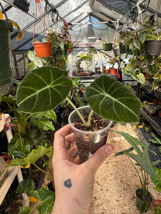 Alocasia Black Velvet