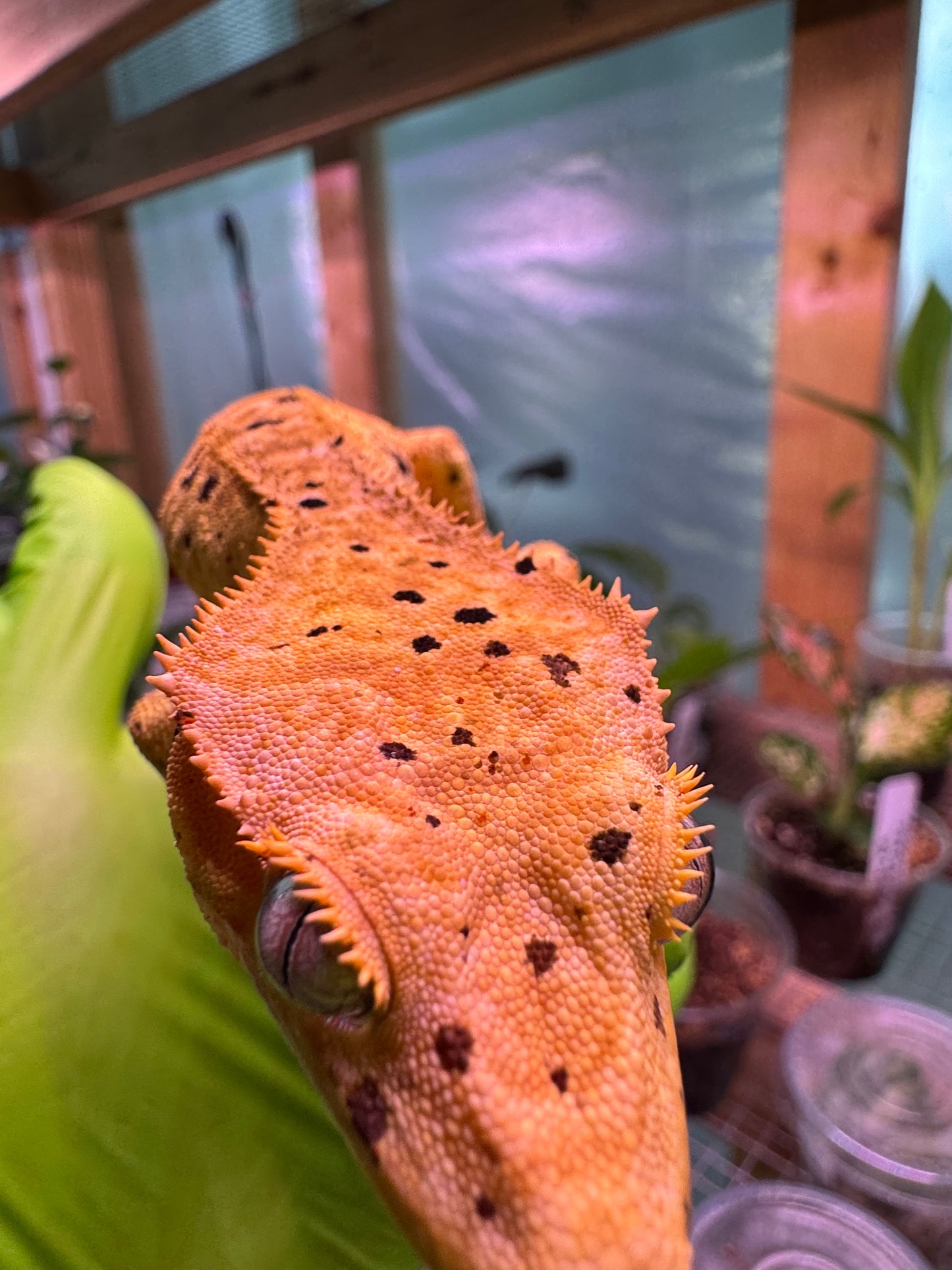 Brindle Dalmatian Crested Gecko 22g NPV