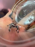 Phidippus Regius i8F Pet ID: 10312443