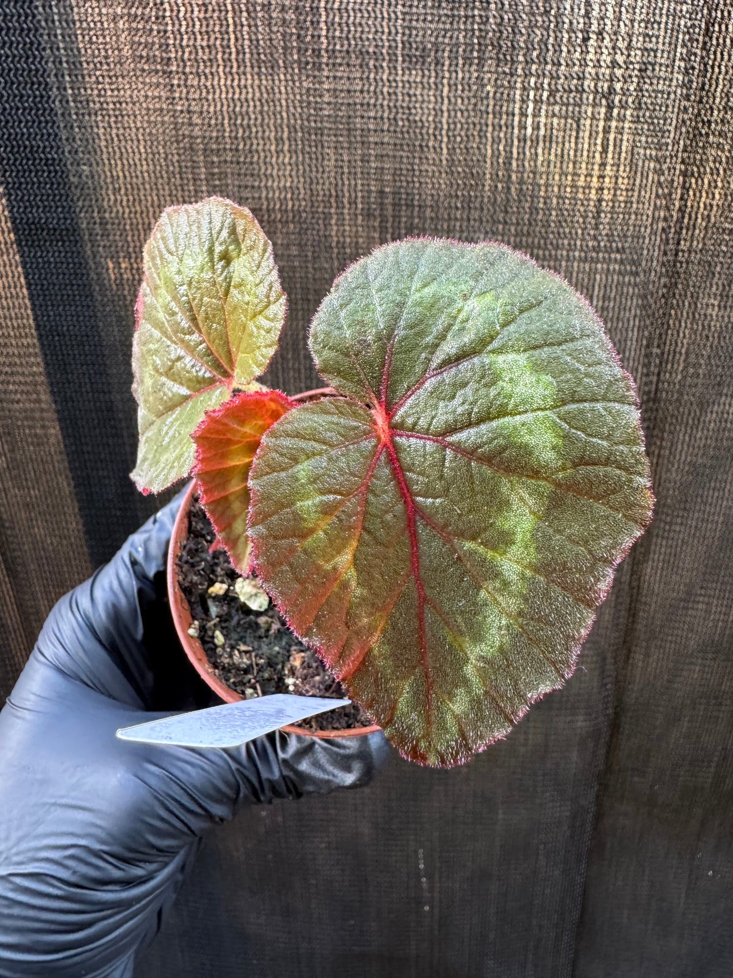 1207 | 3" Begonia Cathayana