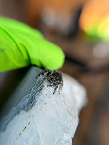 Phidippus Audax Adult Male Mailman