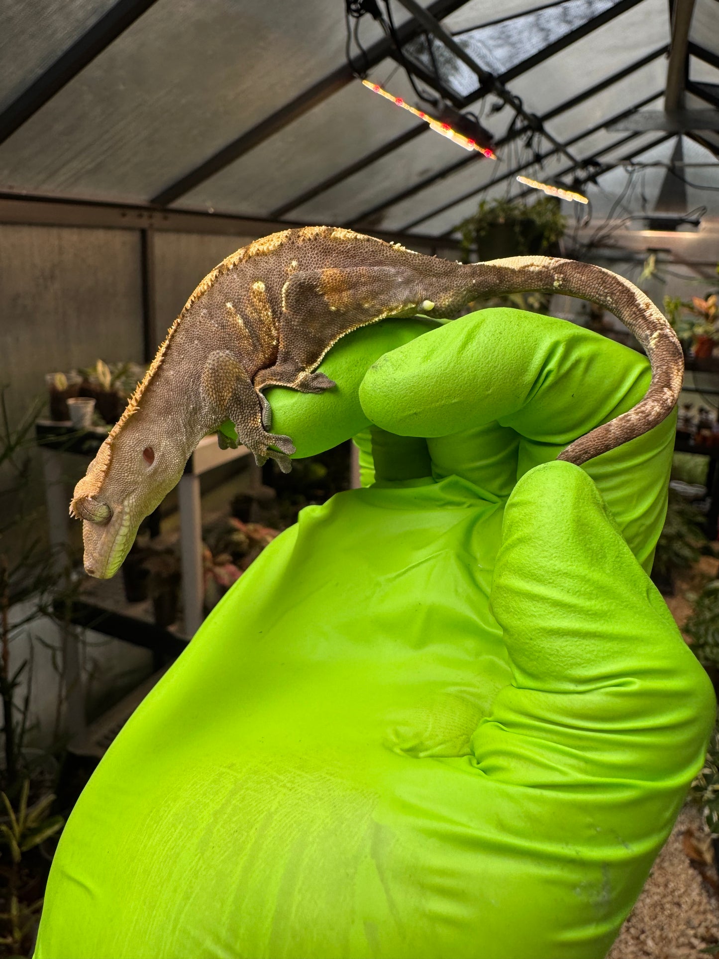 100% het Phantom Crested Gecko 15g Male