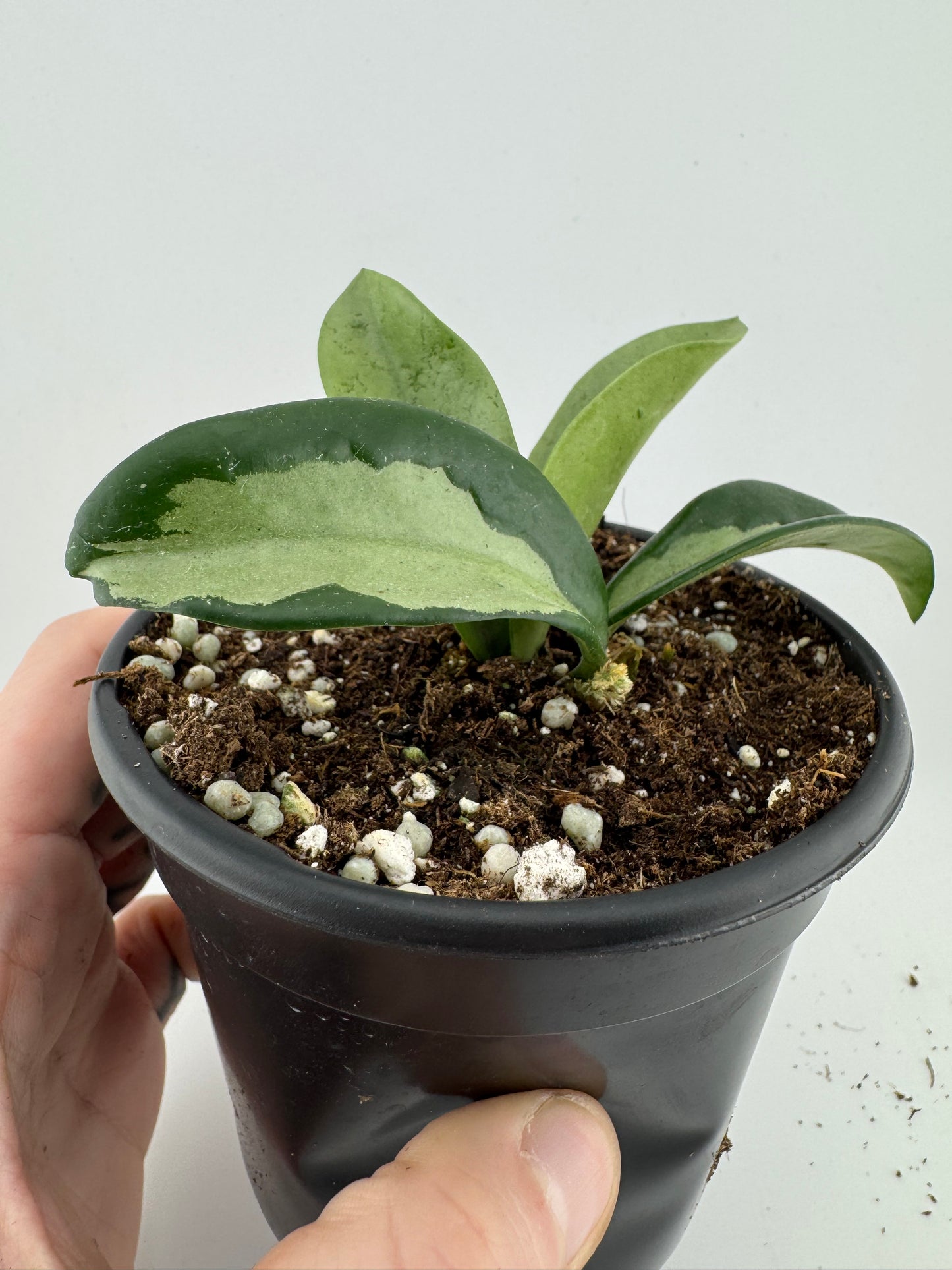 1196 | 4" Hoya Silver Moon