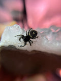 Phidippus Regius Adult Female Mazy