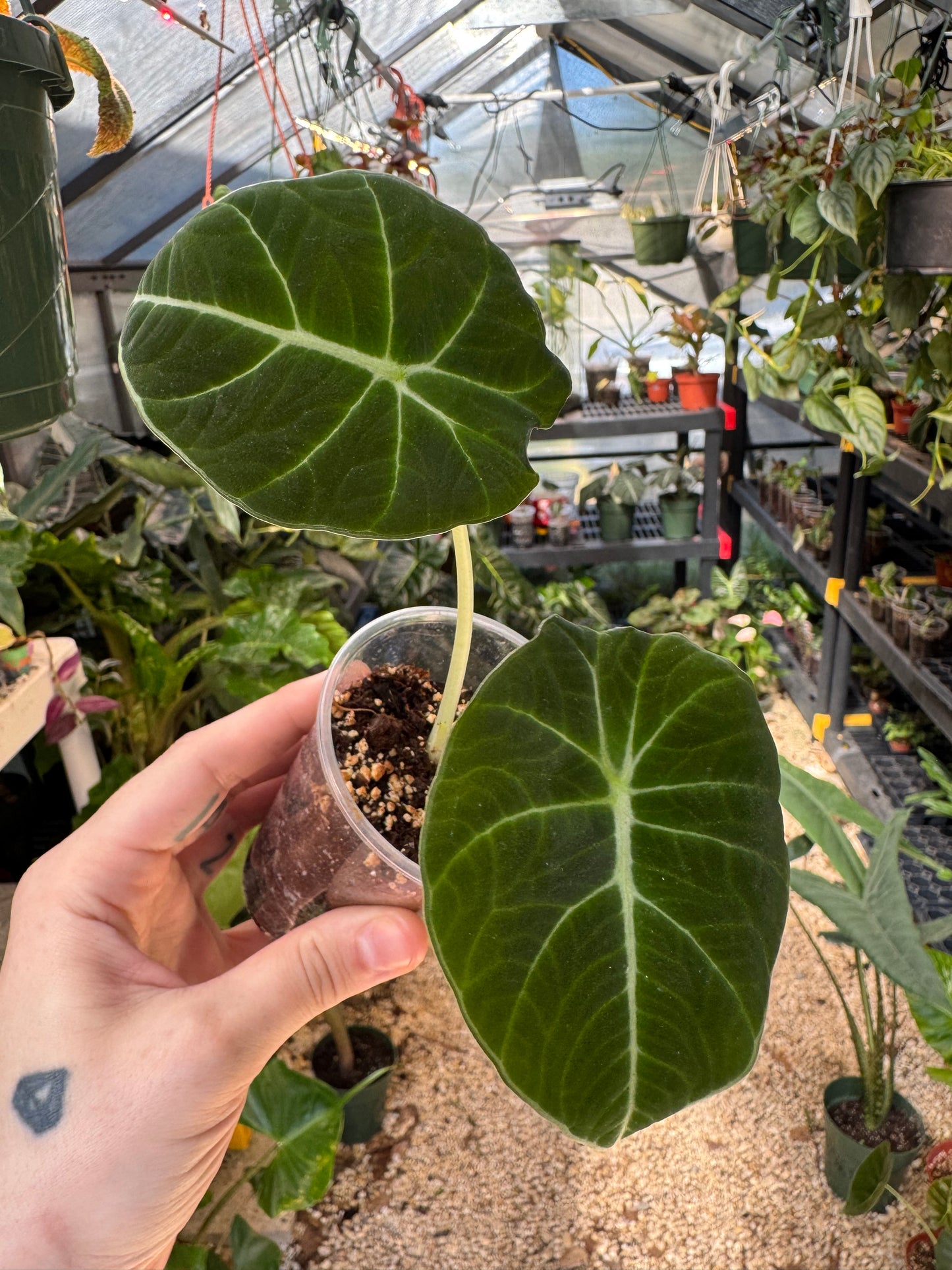 Alocasia Black Velvet