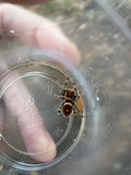 Phidippus Regius Adult Female Pet ID: 10312412