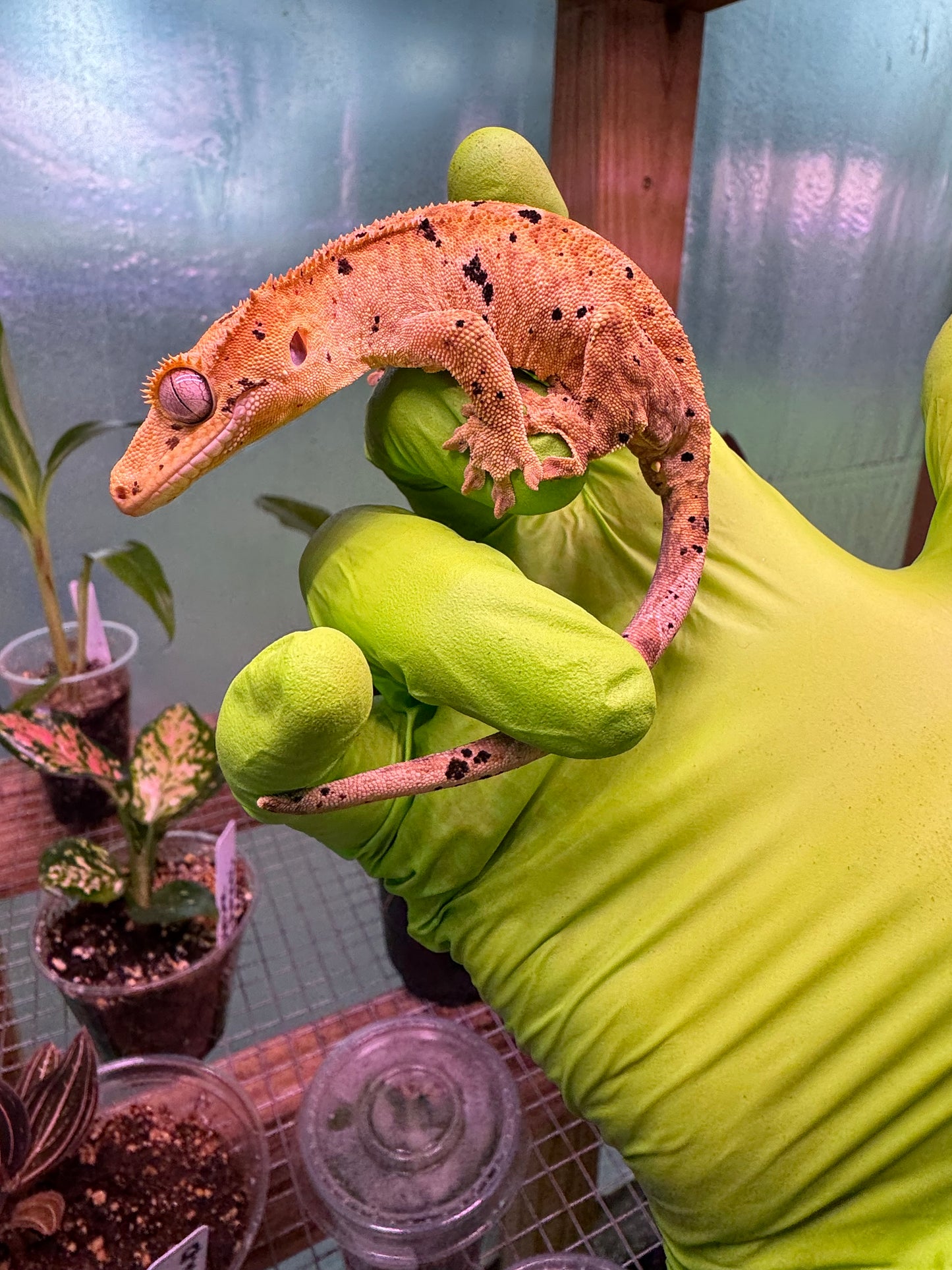 Brindle Dalmatian Crested Gecko 22g NPV