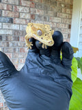 Brindle Dal Crested Gecko NPV 19g