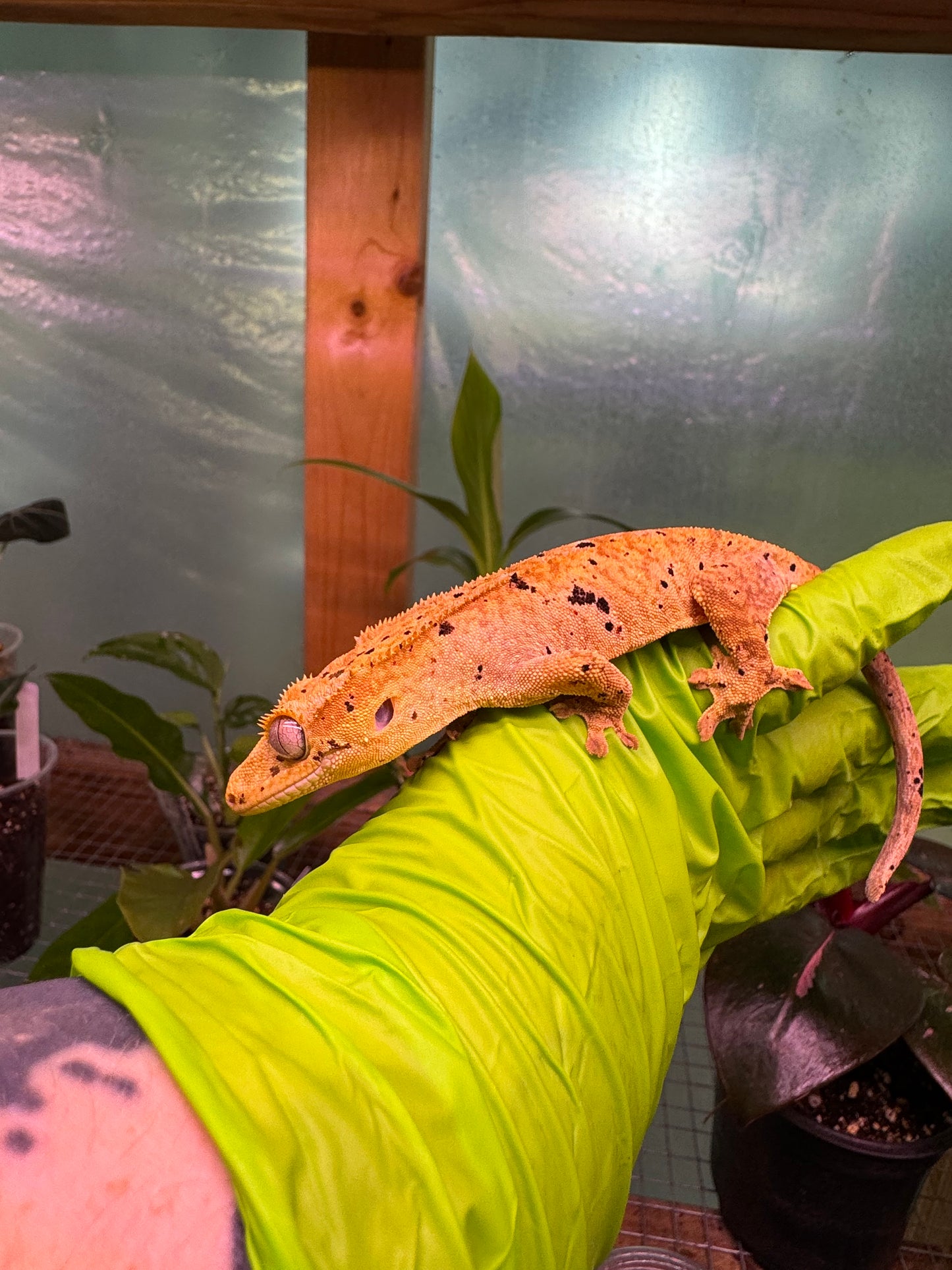 Brindle Dalmatian Crested Gecko 22g NPV