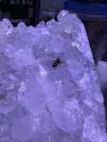 Phidippus Regius i6F Pet ID: 10312435