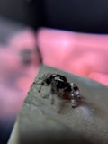 Phidippus Regius Adult Female Mazy