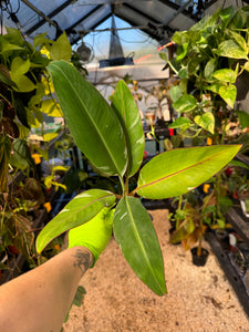 Musa sp Florida