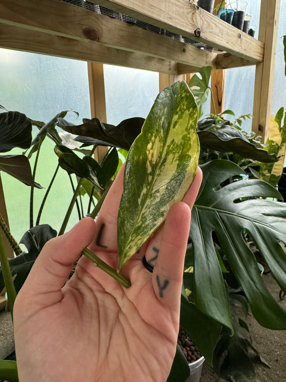 ZZ Long Leaf Yellow Variegated