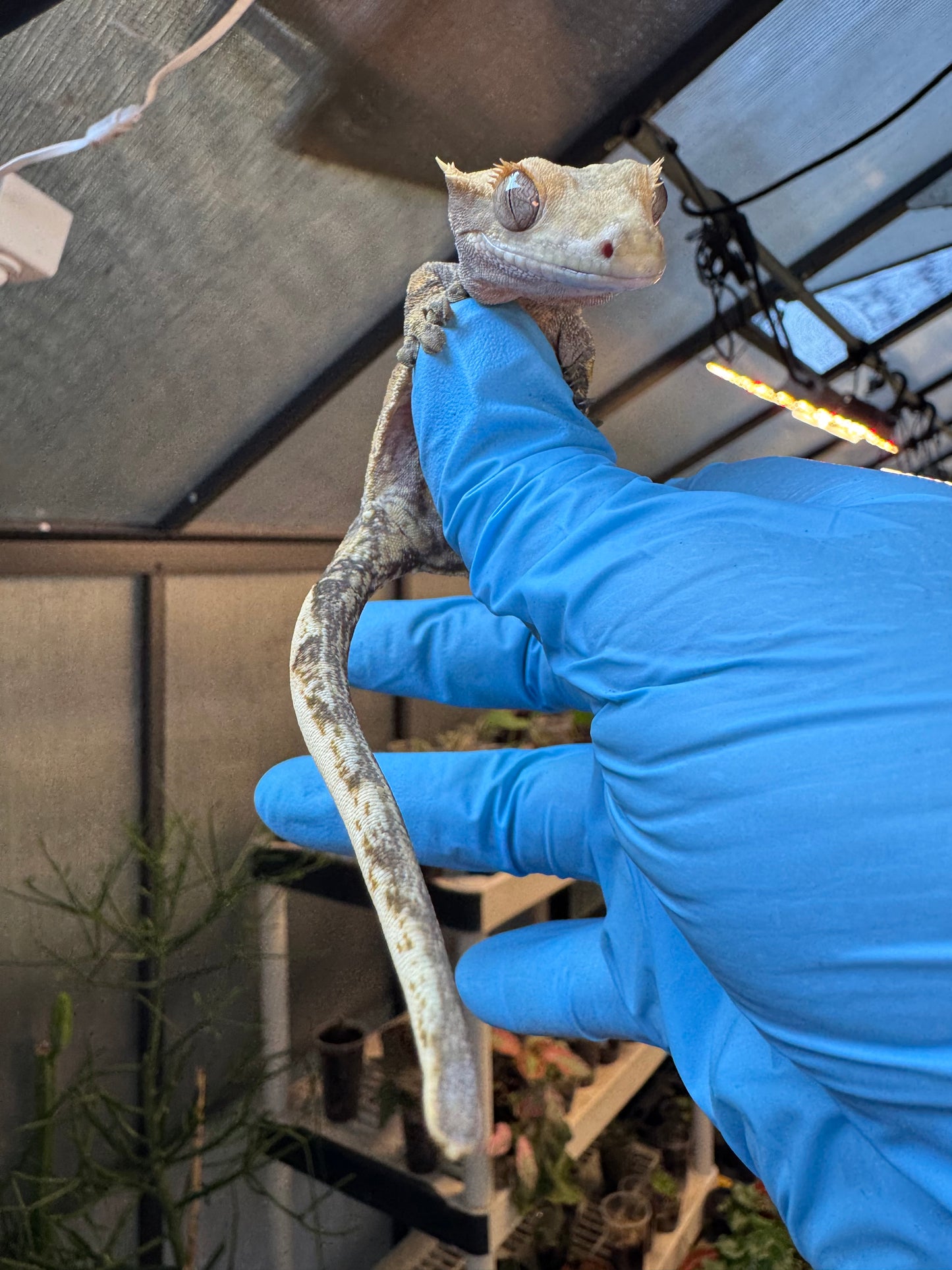 Pizzaz x xxx Extreme Crested Gecko 26g Female