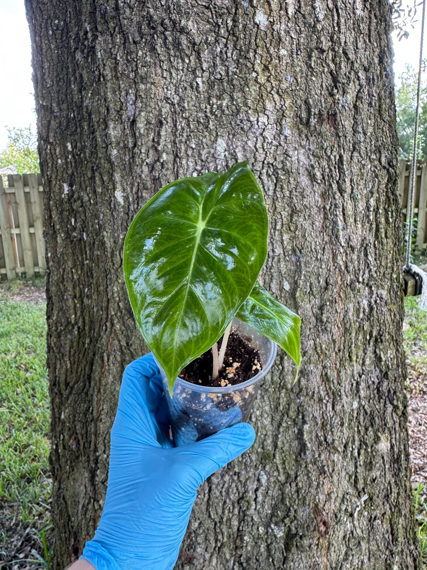 Alocasia Pink Dragon