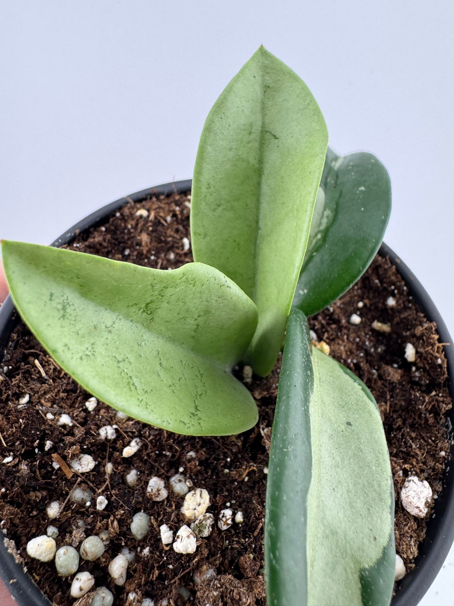 1196 | 4" Hoya Silver Moon