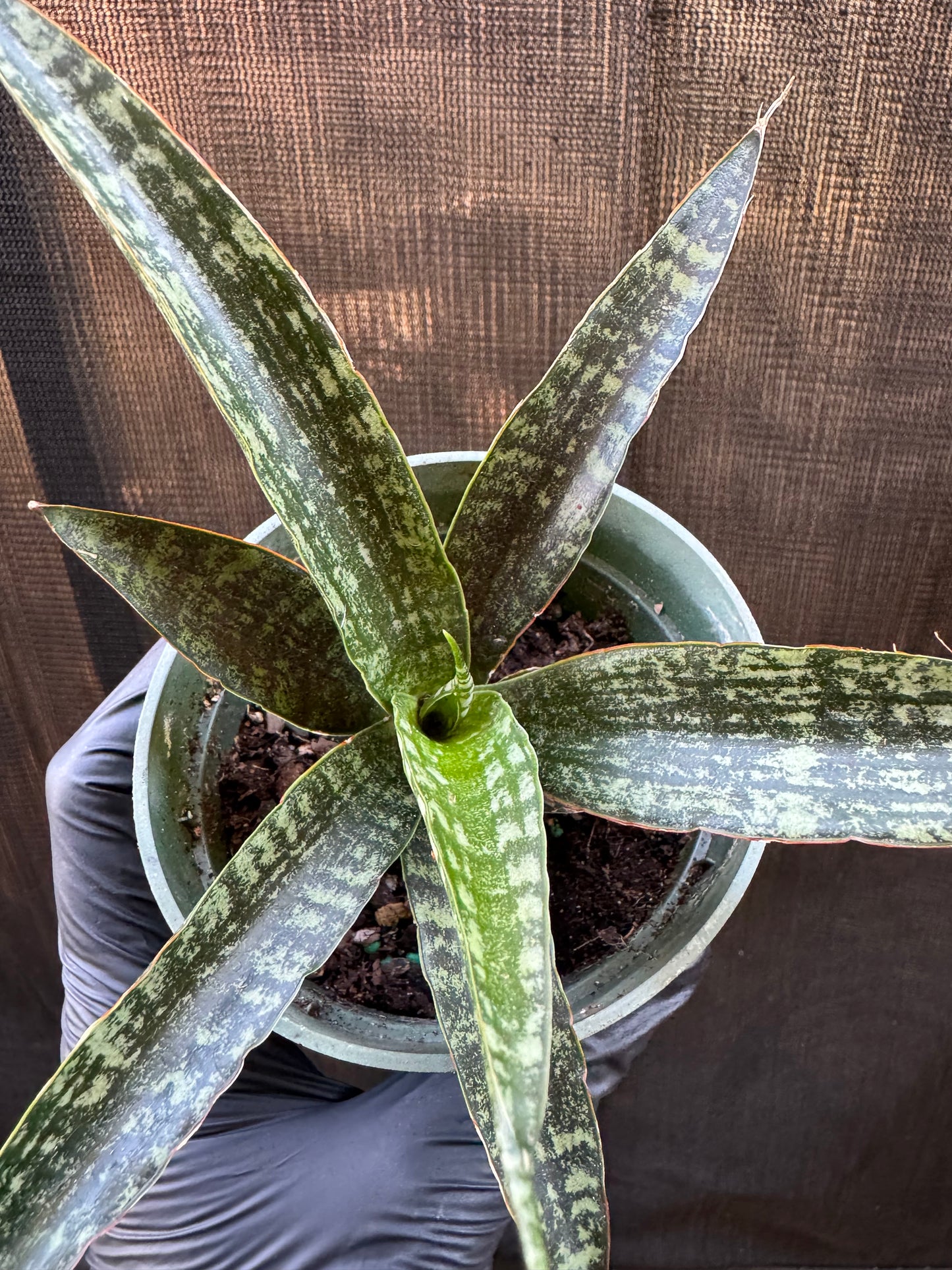 1210 | 4" Sanseveria Tiger