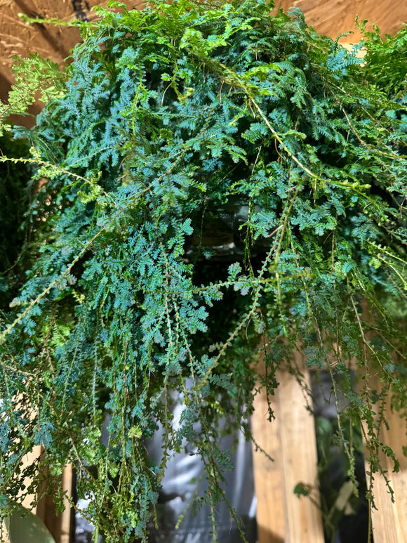 Rainbow Fern