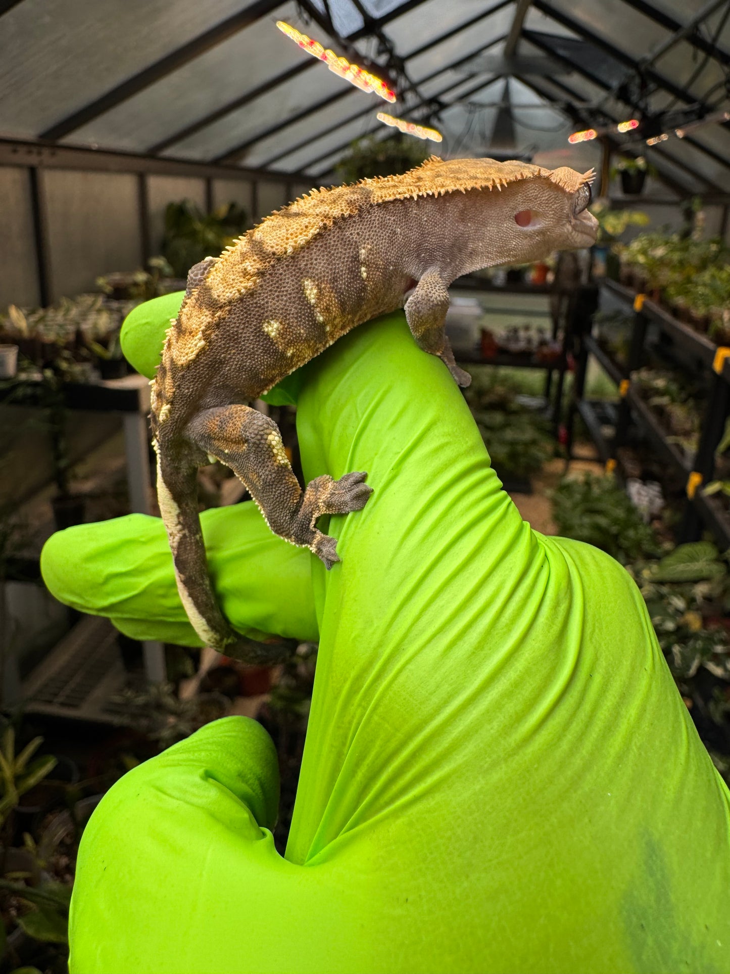 100% het Phantom Crested Gecko 15g Male