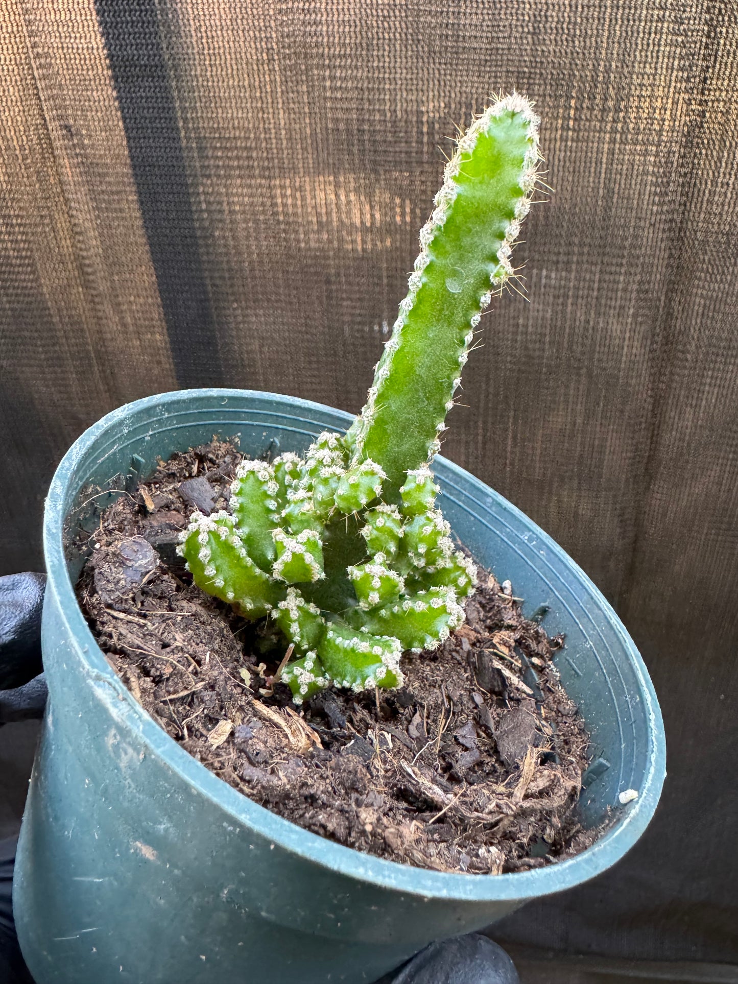 1211 | 4" Fairytale Cactus