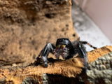 Phidippus Regius i8F Pet ID: 10312446