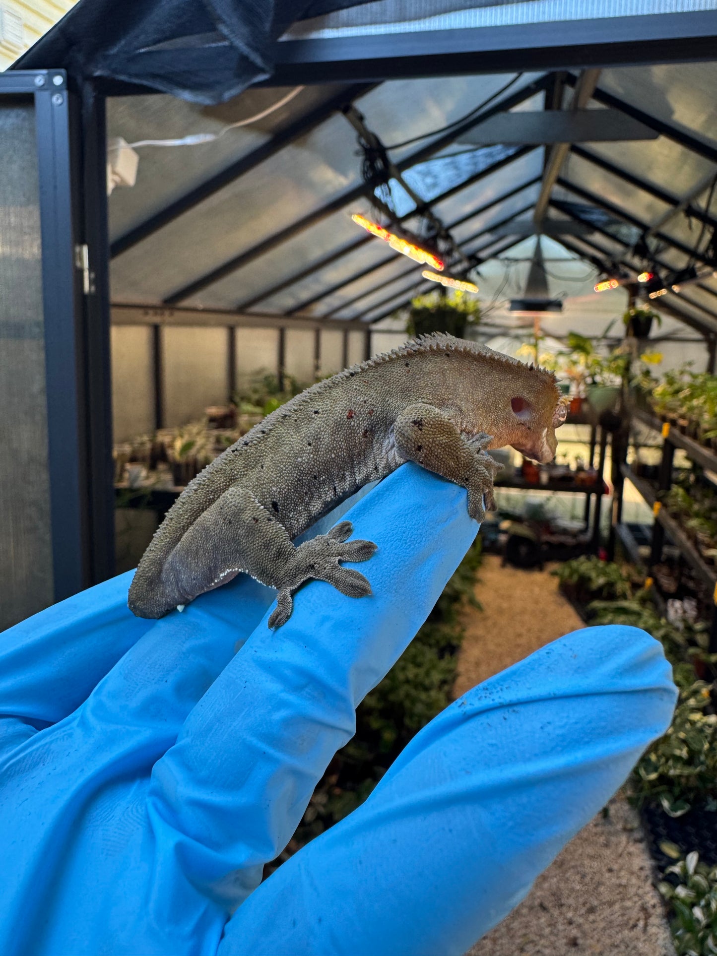 Dalmatian w/ Red Ink Spots Crested Gecko 27g Female