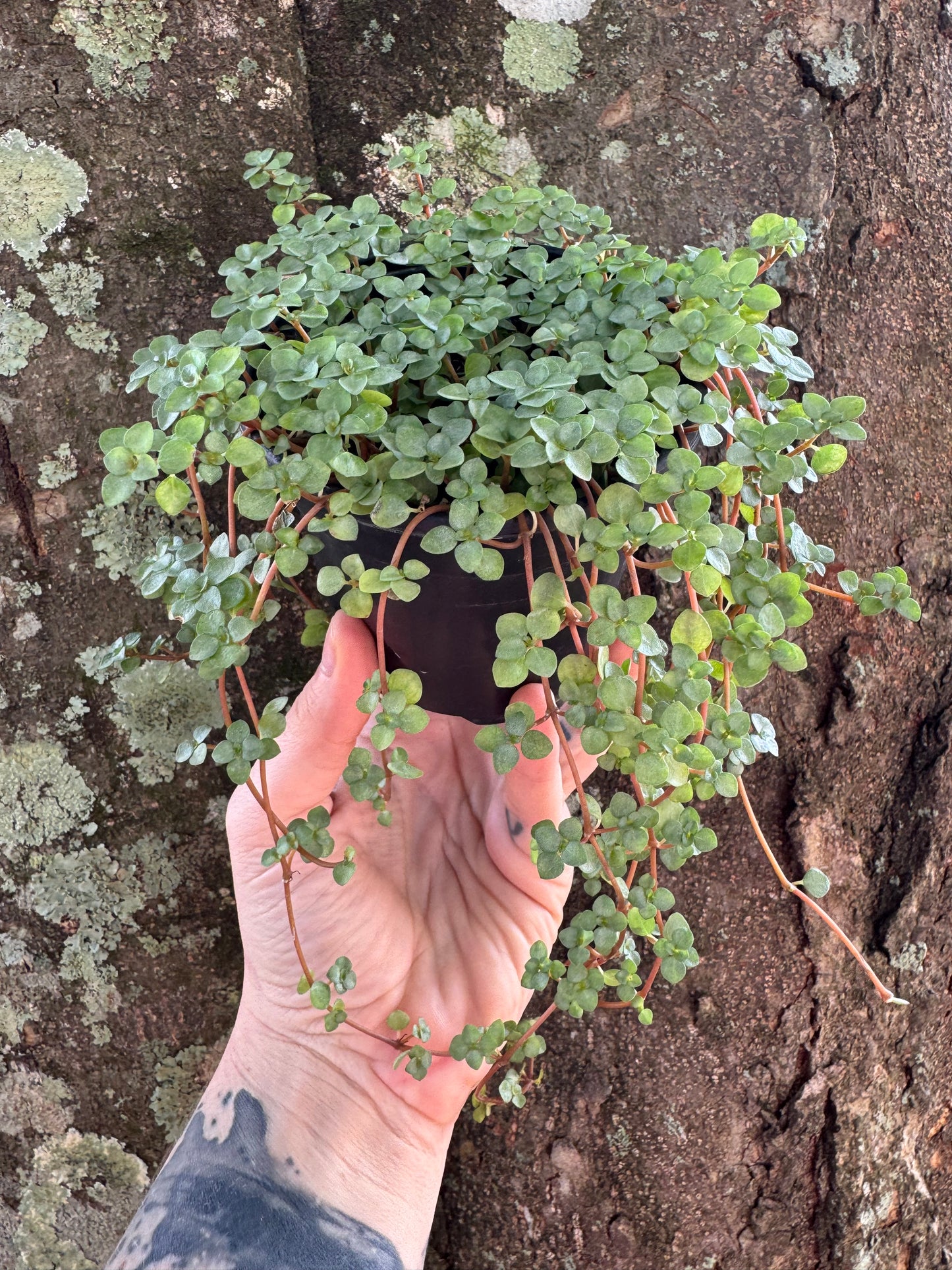 1214 | 4” Pilea Baby Tears