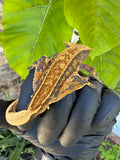 V x V Crested Gecko Male 21g