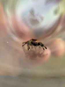 Phidippus Regius Adult Female Pet ID: 10312412