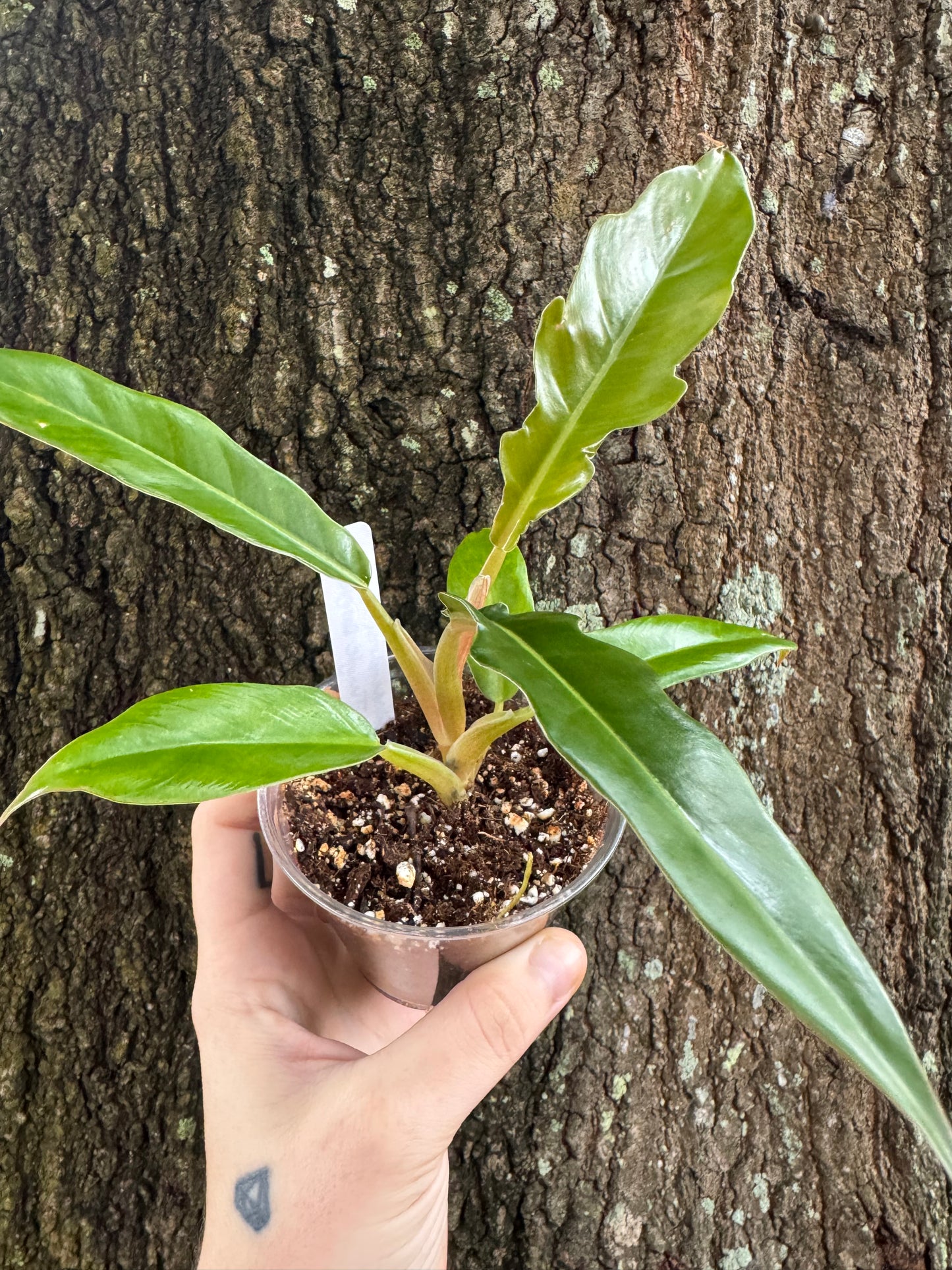 0995 | 3.5” Philodendron Jungle Boogie
