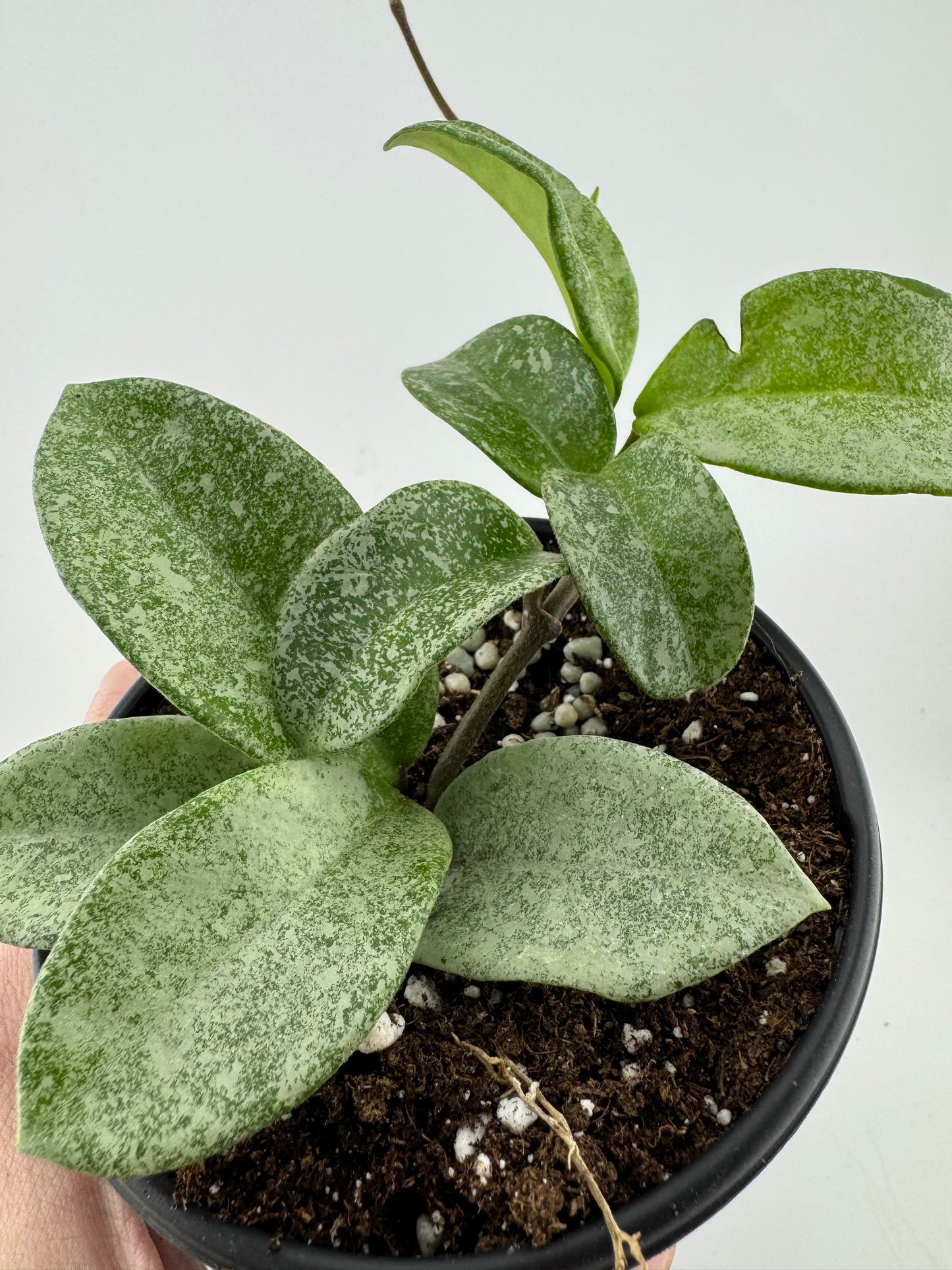 1195 | 4" Hoya Nova Ghost