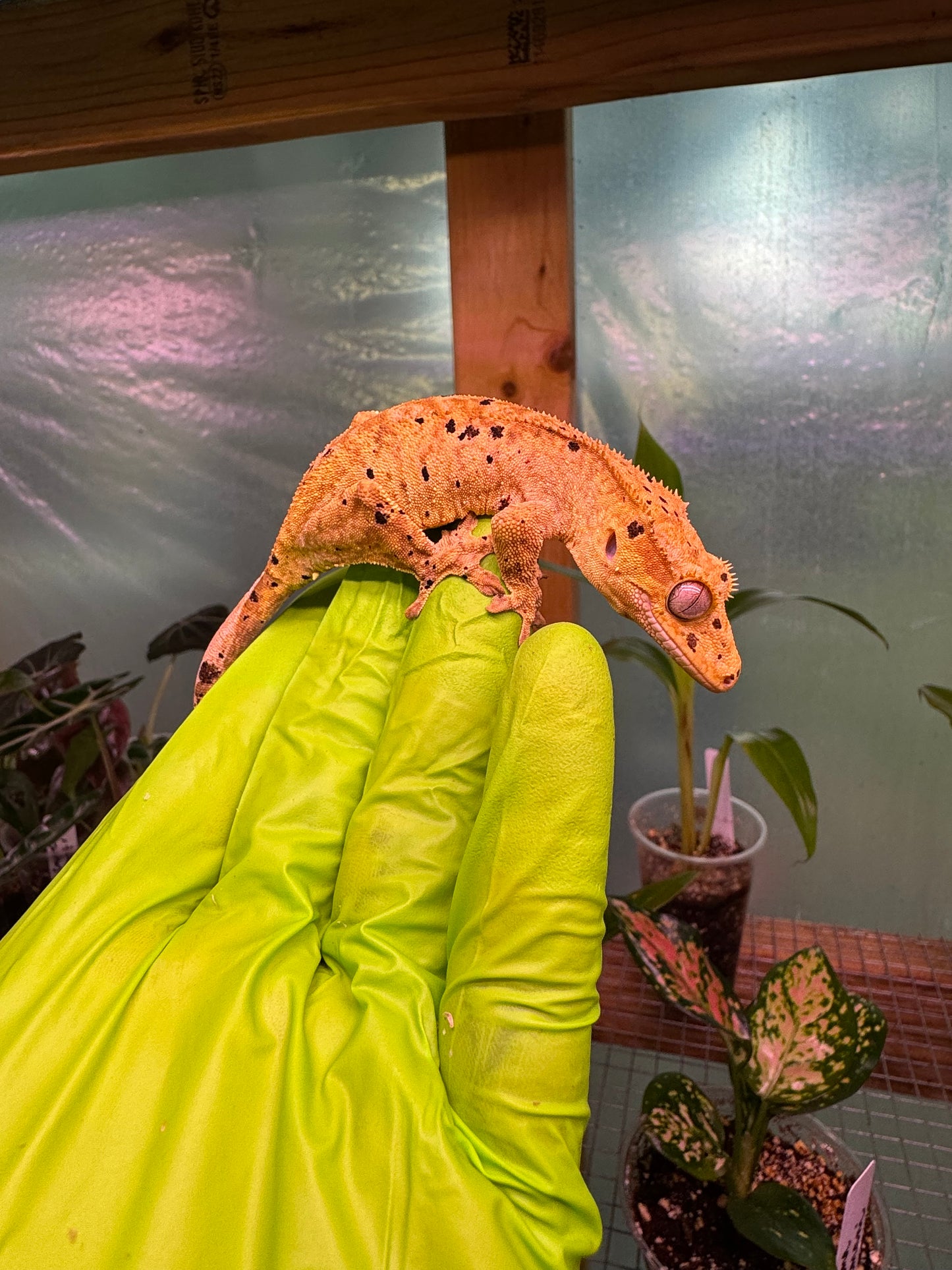 Brindle Dalmatian Crested Gecko 22g NPV