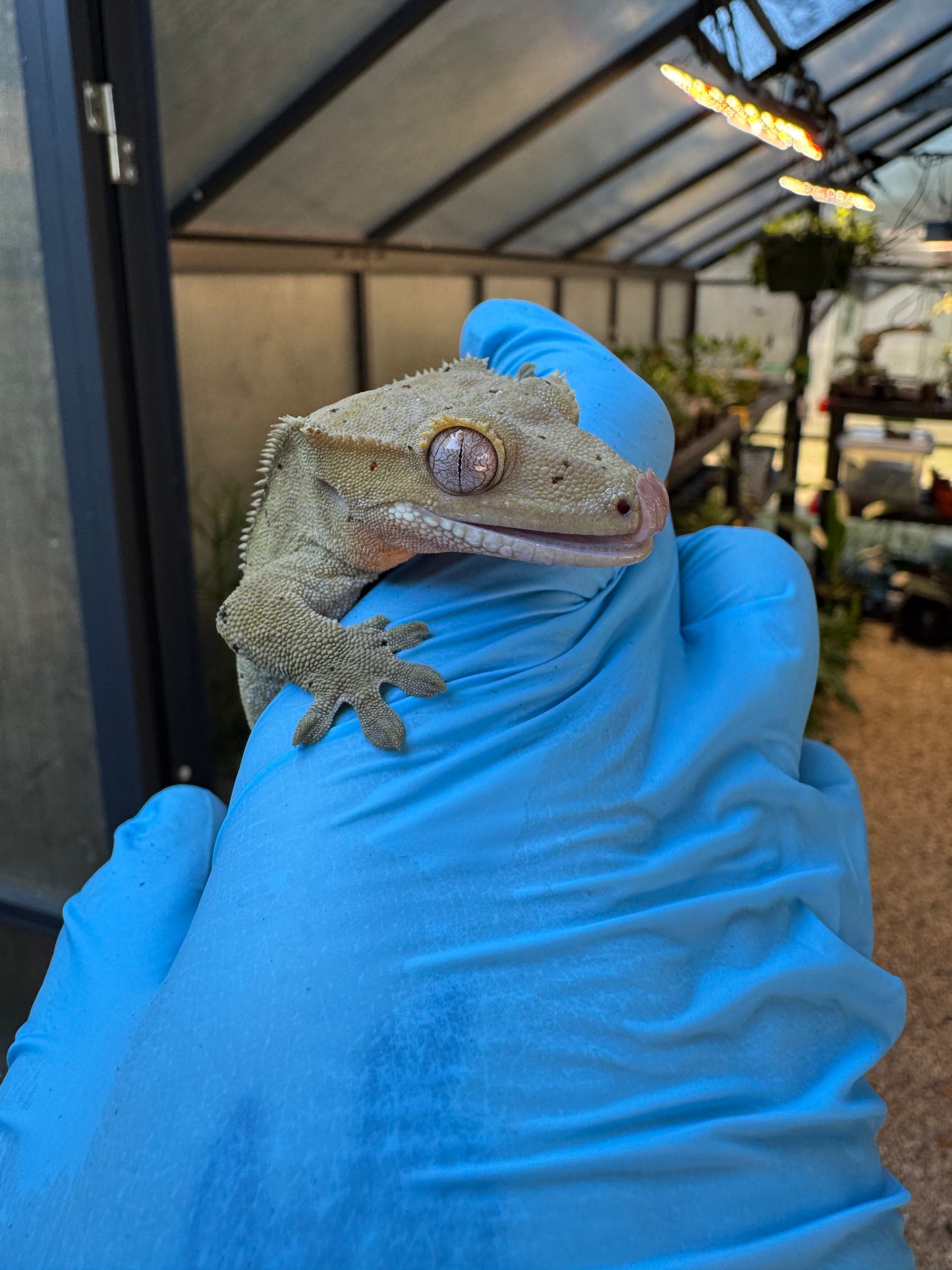 Dalmatian w/ Red Ink Spots Crested Gecko 27g Female