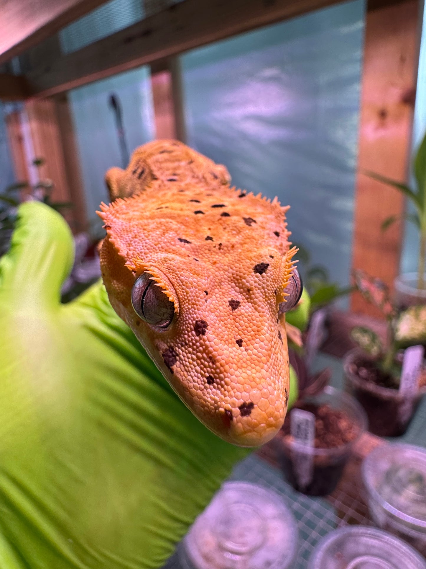 Brindle Dalmatian Crested Gecko 22g NPV