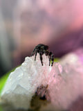 Phidippus Audax Adult Male Mailman