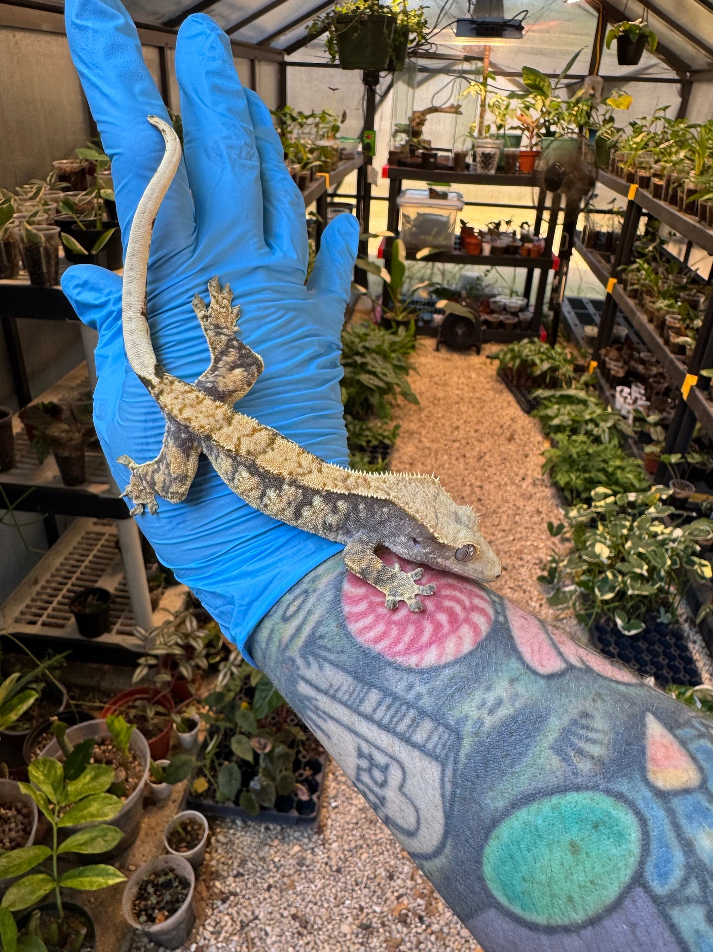 Pizzaz x xxx Extreme Crested Gecko 26g Female