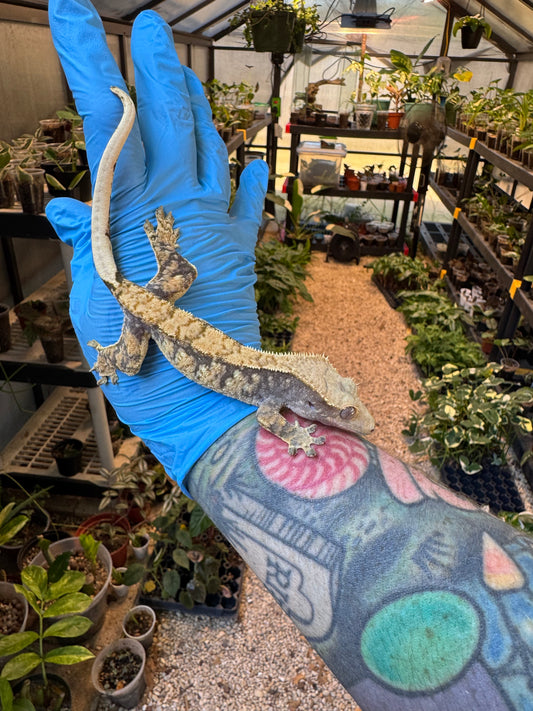 Pizzaz x xxx Extreme Crested Gecko 26g Female