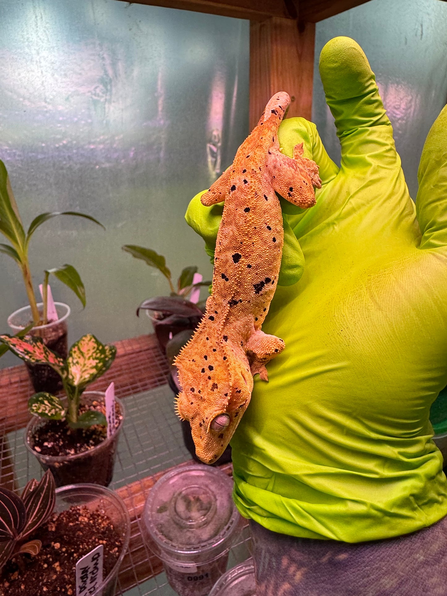 Brindle Dalmatian Crested Gecko 22g NPV