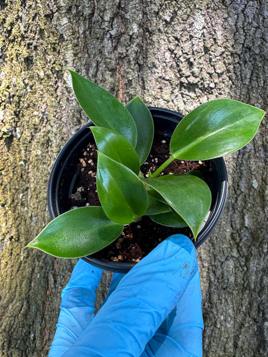 Philodendron Birkin